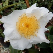 MATILIJA POPPY